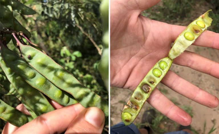 Photo. 2. On the left the Acacia seed weevil is starting to bore into the Stink bean seed. On the right, 20 days later the damage to the seeds is clearly visible.