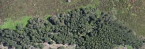 Section of the wetland invaded by black wattle before restoration activities (Captured January 2024)