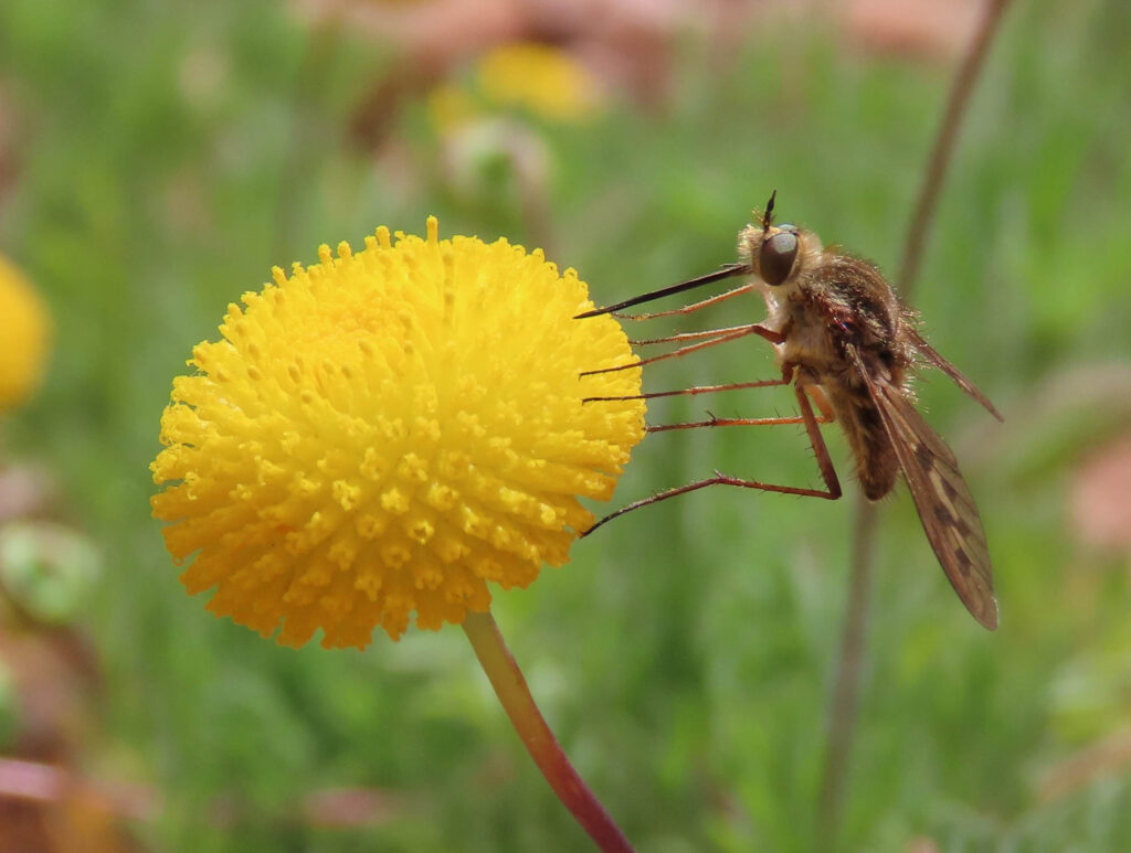 Discovering Nature Together: How iNaturalist is Connecting Communities in the Garden Route