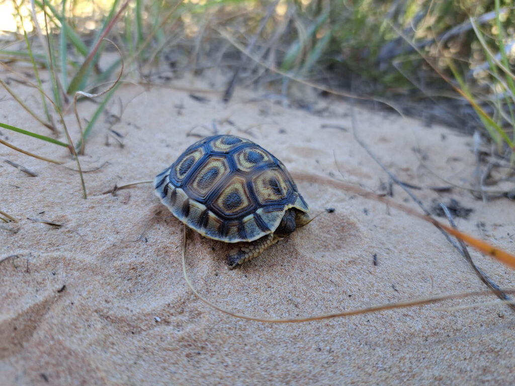 Discovering Nature Together: How iNaturalist is Connecting Communities in the Garden Route