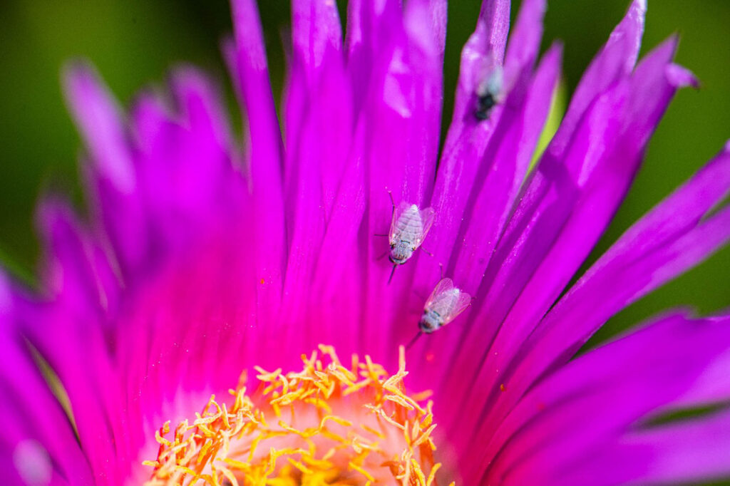 Discovering Nature Together: How iNaturalist is Connecting Communities in the Garden Route