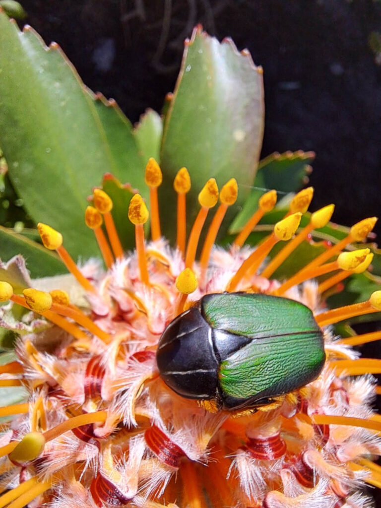 Discovering Nature Together: How iNaturalist is Connecting Communities in the Garden Route