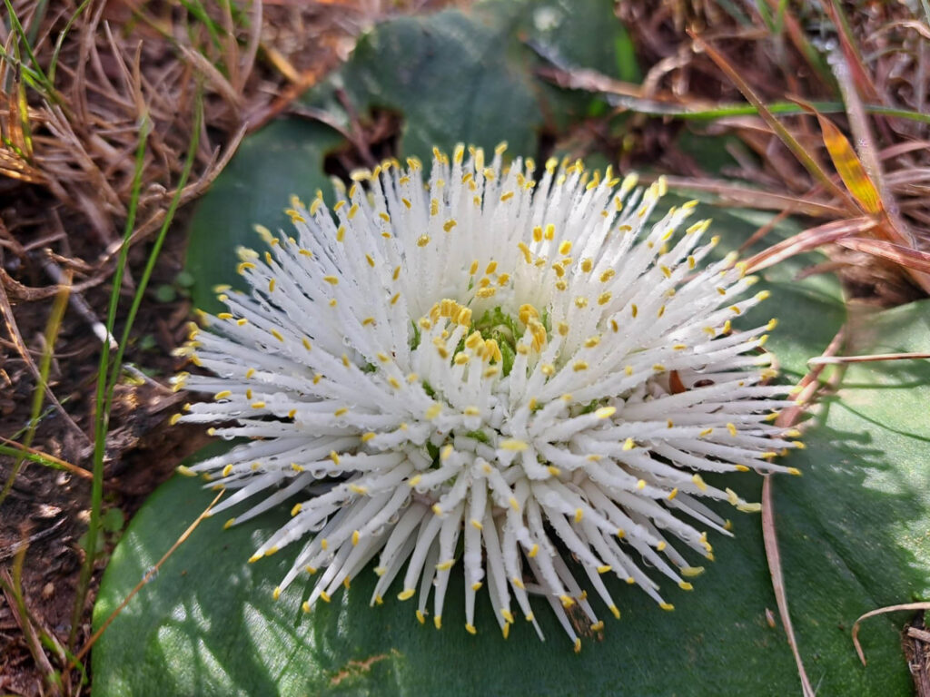 Discovering Nature Together: How iNaturalist is Connecting Communities in the Garden Route