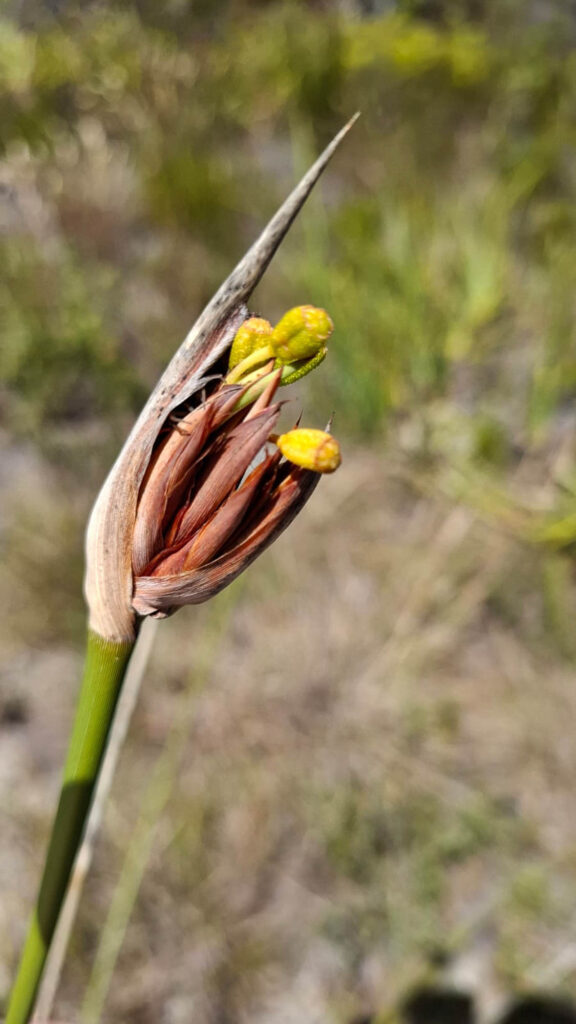 Discovering Nature Together: How iNaturalist is Connecting Communities in the Garden Route