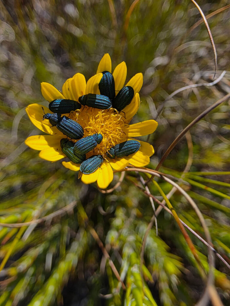 Discovering Nature Together: How iNaturalist is Connecting Communities in the Garden Route