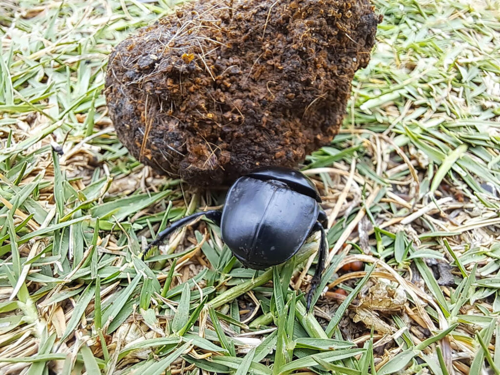Discovering Nature Together: How iNaturalist is Connecting Communities in the Garden Route