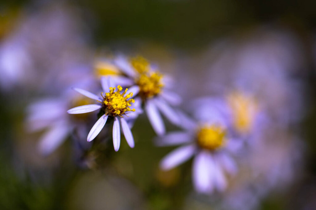 Discovering Nature Together: How iNaturalist is Connecting Communities in the Garden Route
