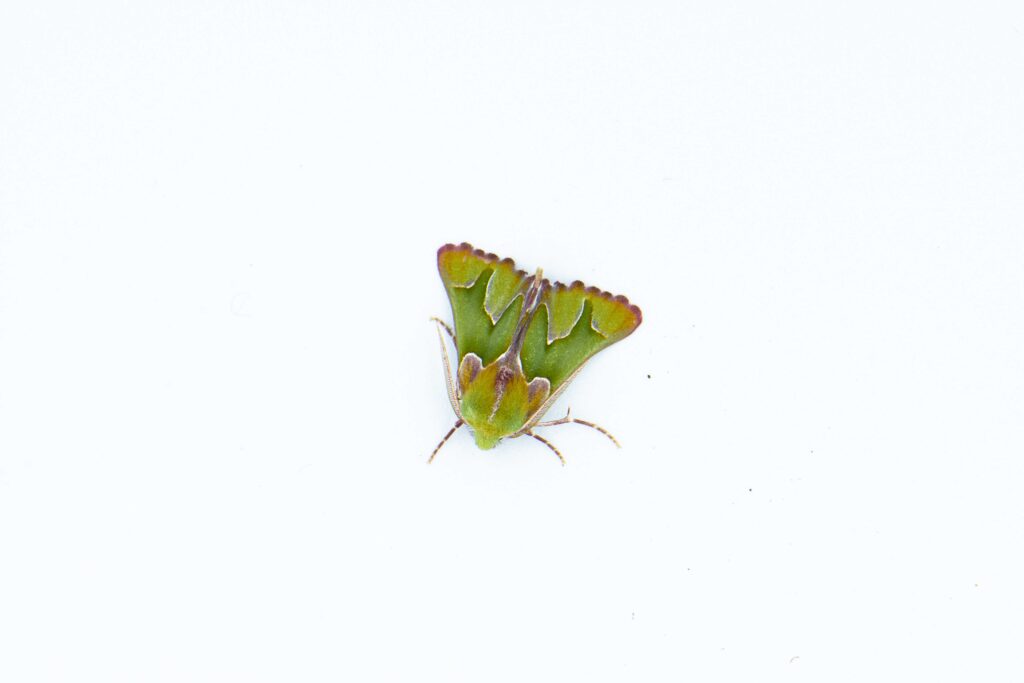 Axiodes insciata