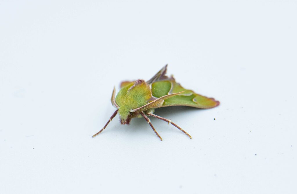 Axiodes insciata