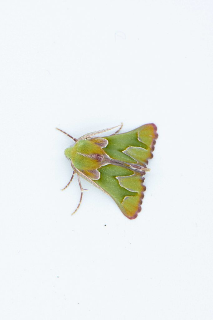 Axiodes insciata