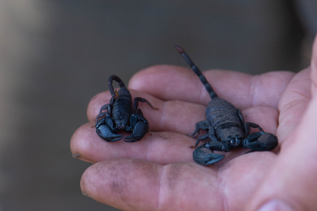 Cape docile scorpion (Opisthacanthus capensis)