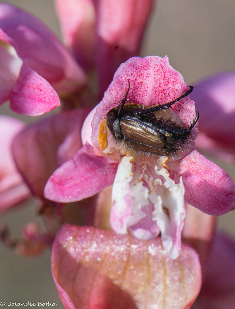 Monkey beetle pollinating satyrium muticum