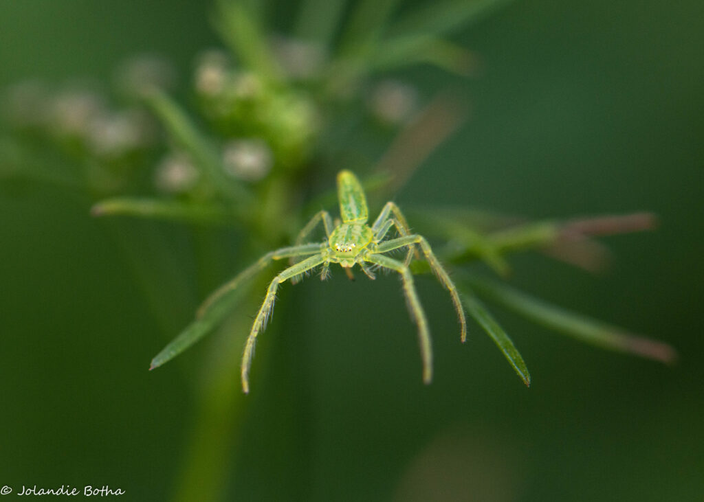 Oxytate species