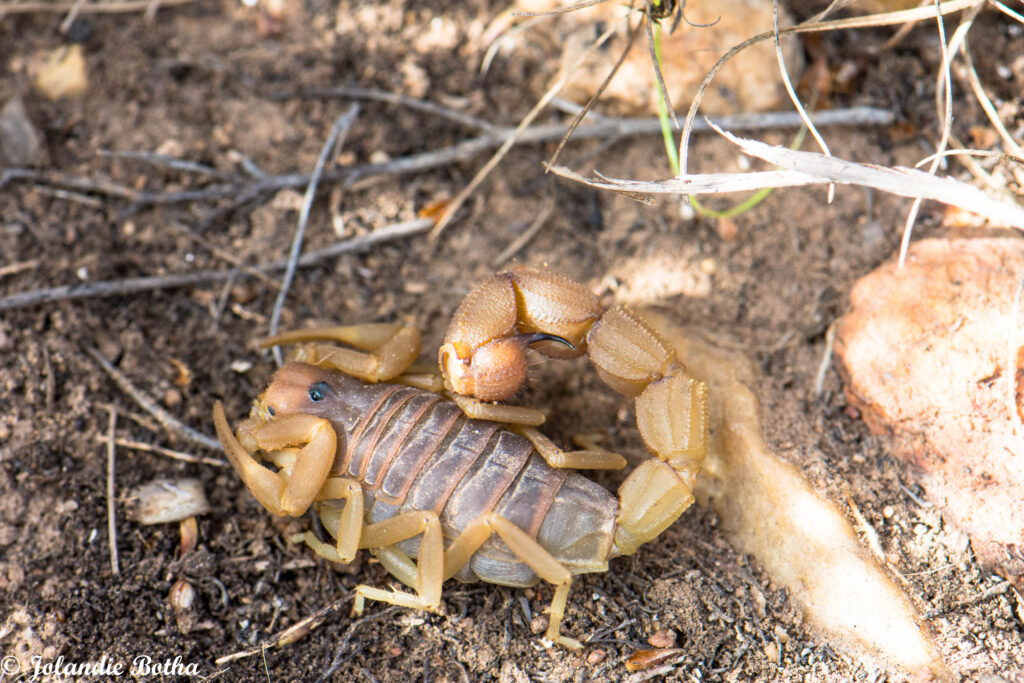 Parabuthus planicauda (Drab Thicktail Scorpion)