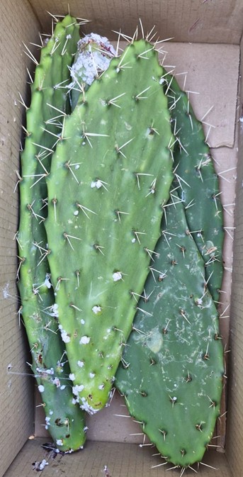 Picture 2: Infested cactus pads being manually transferred to be placed on other cactus plants.