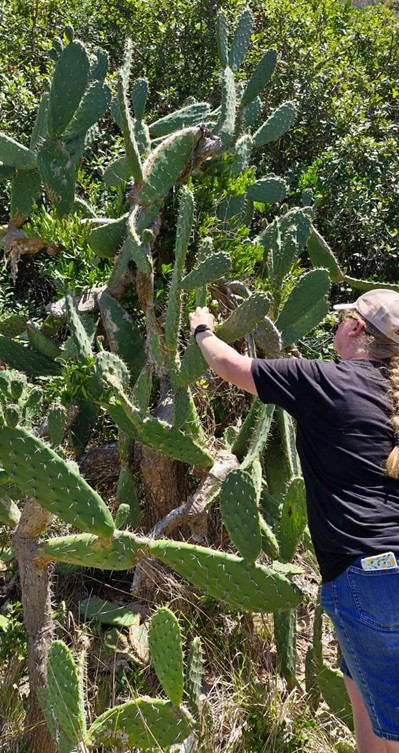 Picture 3: Jolandie putting biocontrol onto prickly pears