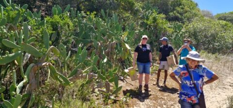 Picture 4: MidBrak Conservancy members showing areas of prickly pear infestation
