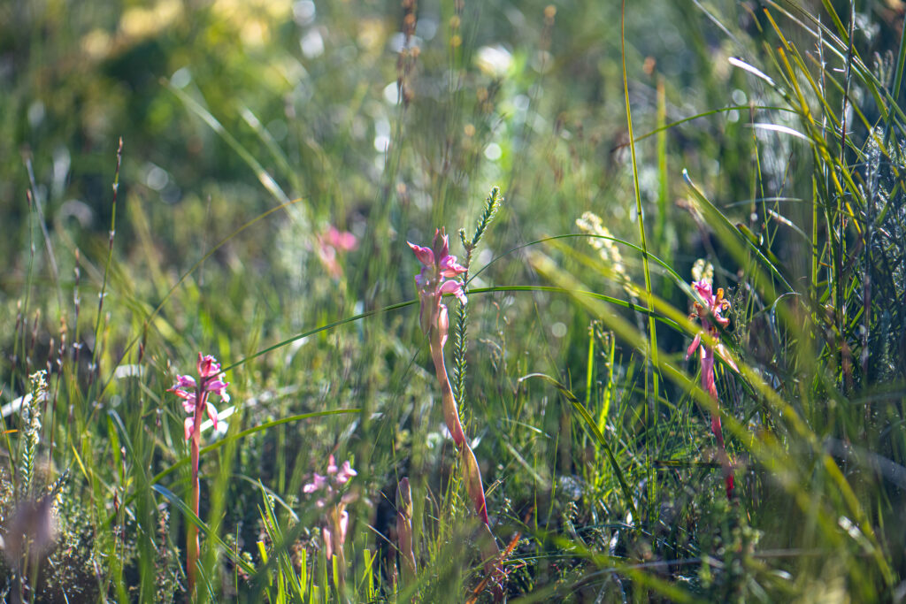 Sticky satyre (Satyrium muticum Endangered)