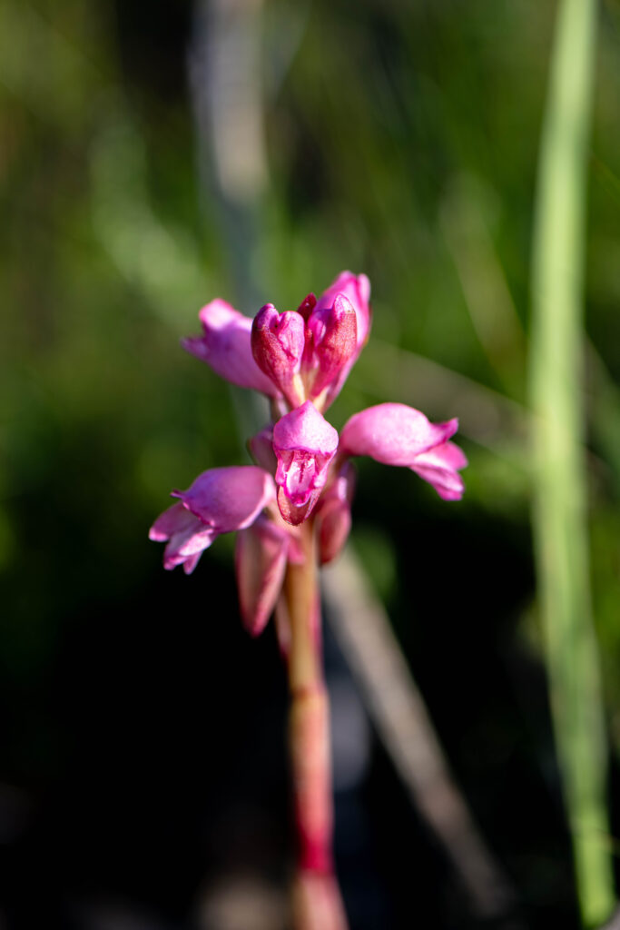Sticky satyre (Satyrium muticum Endangered)