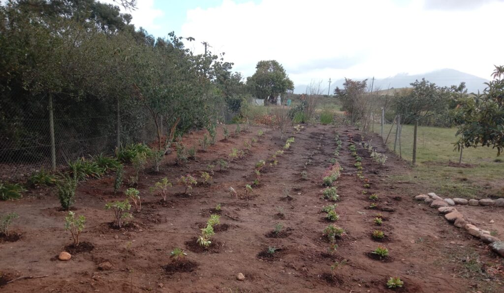 Succulents garden bed after planting