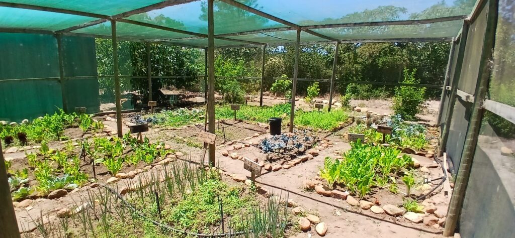 Vegetable garden after planting