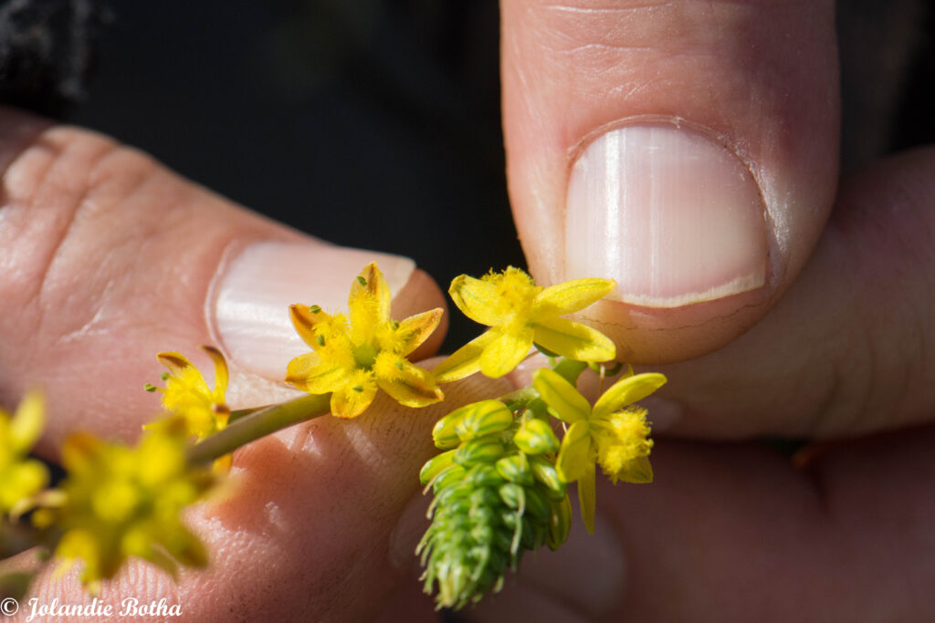 Bulbine comparison
