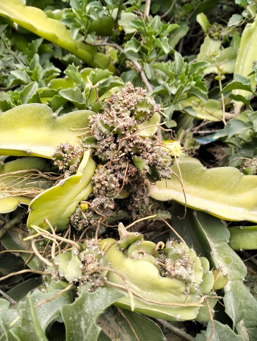 Picture 1: Mealybug biocontrol infestation on dragon fruit