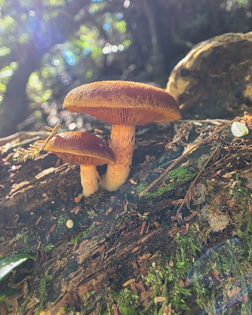 iNaturalist Cape City Nature Challenge