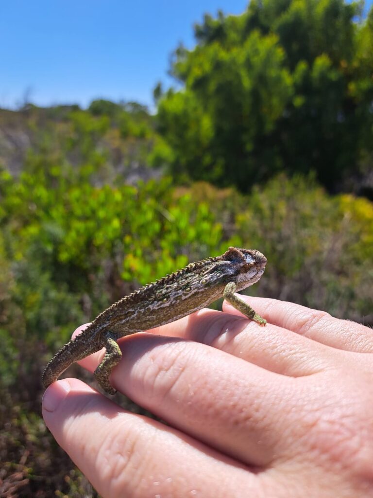 iNaturalist Cape City Nature Challenge