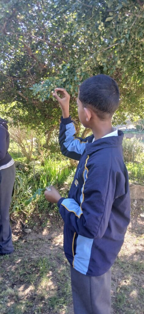 Melkhoutfontein Primary International Plant Appreciation Day