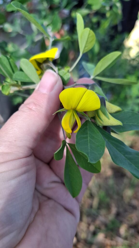 iNaturalist Cape City Nature Challenge