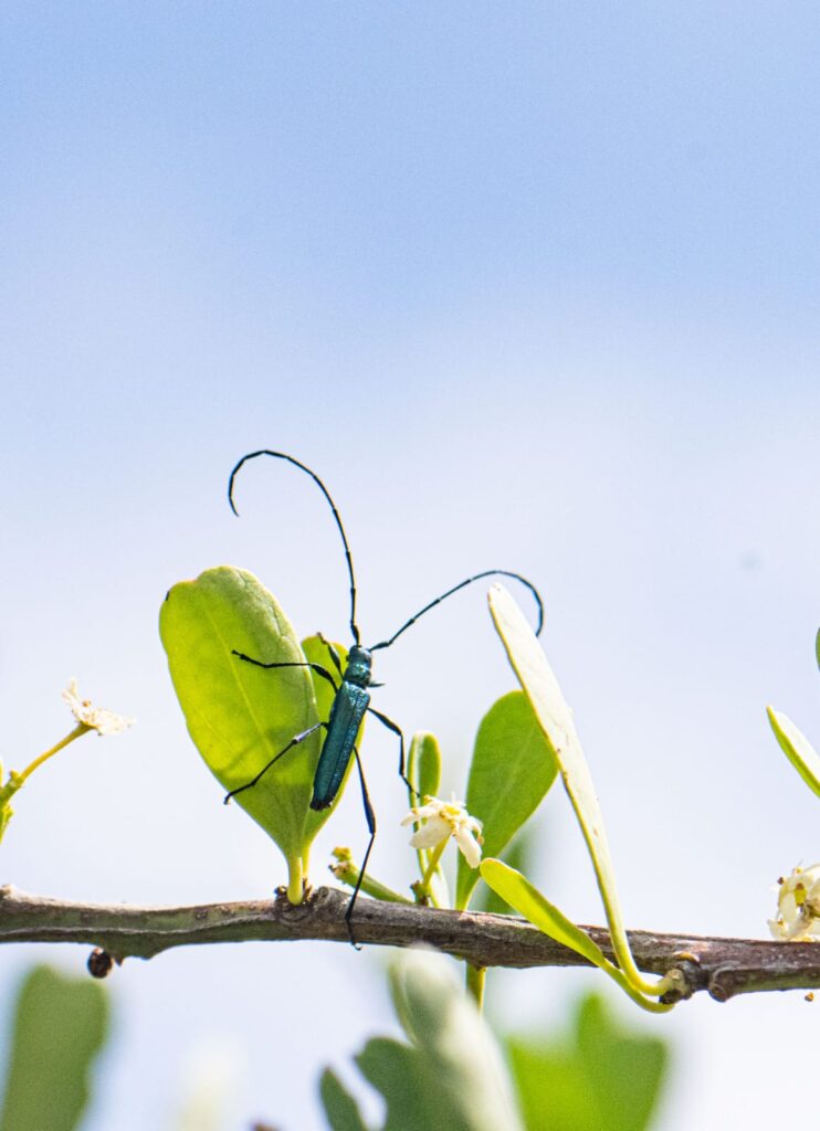 iNaturalist Cape City Nature Challenge