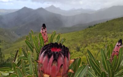 A Global Effort, A Local Landscape: The Garden Route’s Contribution to the City Nature Challenge 2026