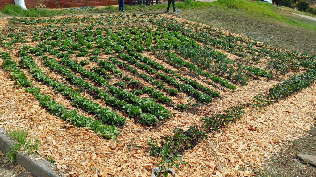 Growing Together: Our One TVET One Garden Experience at Riversdale Campus