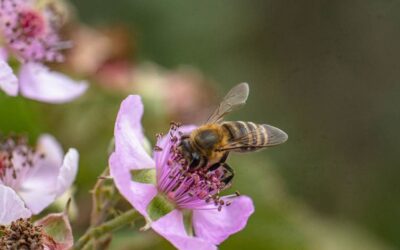 International Bee Day: Celebrating the Remarkable Bees of the Gouritz Biosphere