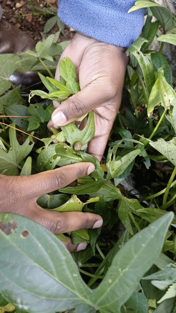 Backyard Garden Farmers