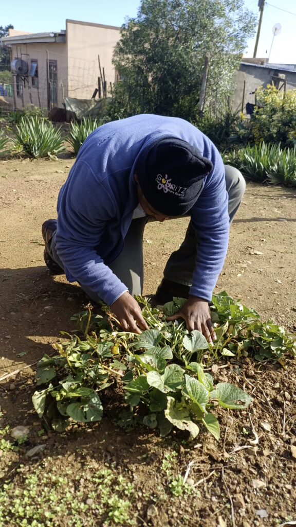 Backyard Garden Farmers