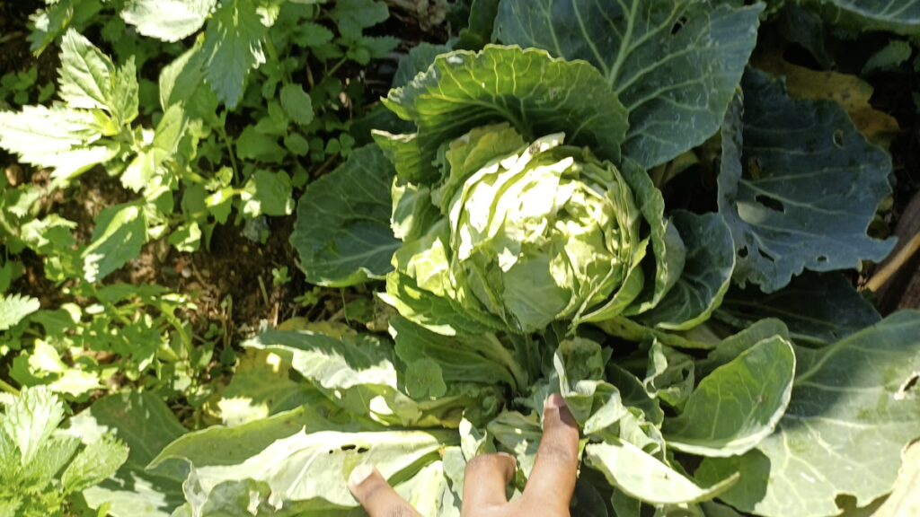 Backyard Garden Farmers