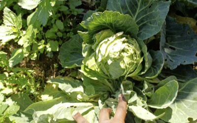 Backyard Garden Farmers: Learning and Growing Through Challenges