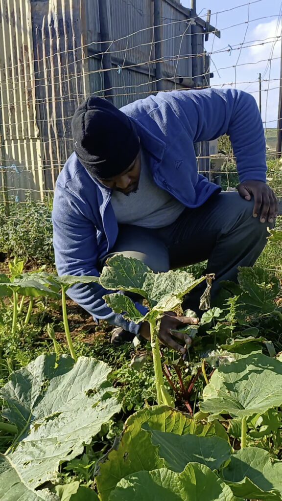 Backyard Garden Farmers