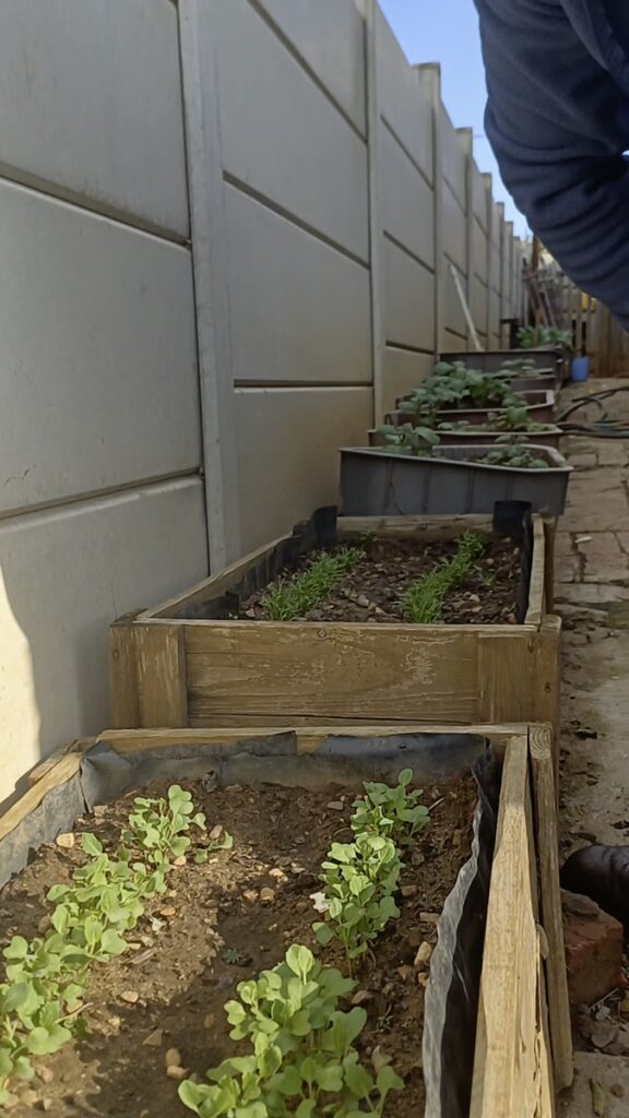 Backyard Garden Farmers