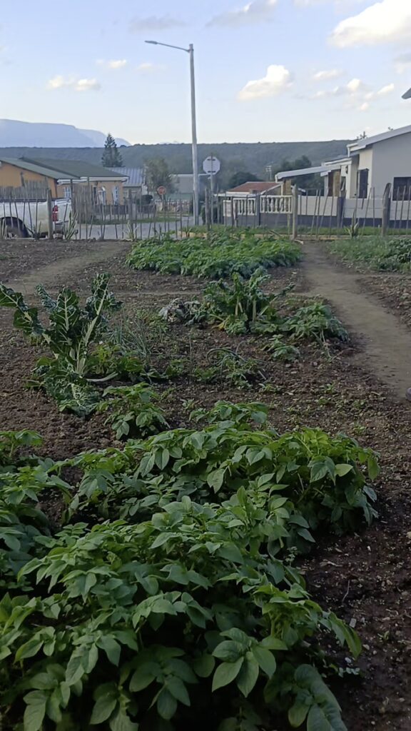 Backyard Garden Farmers