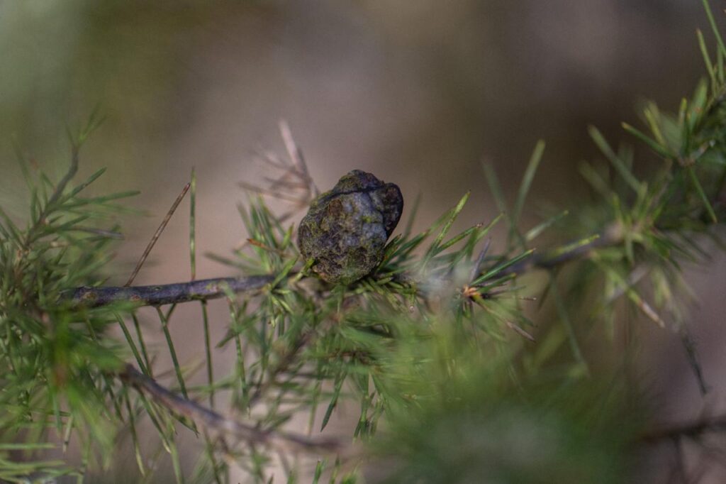 A healthy Silky Hakea seed