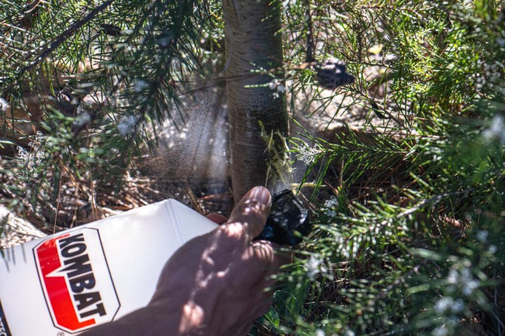 Applying the fungal biocontrol agent to the damaged individual