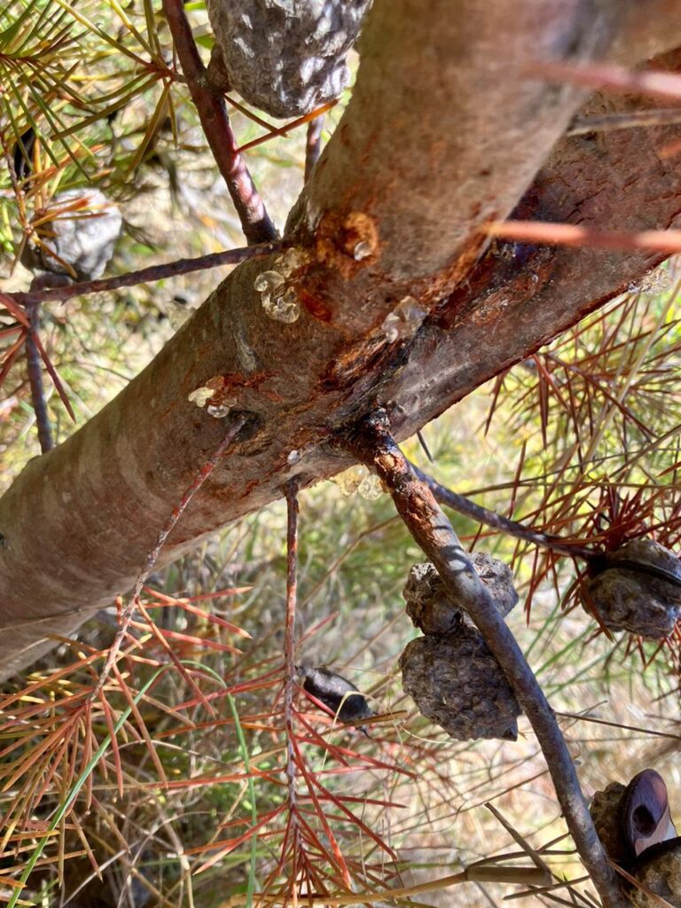 Brown lesions on stems indicate the presence of the fungal biocontrol agent