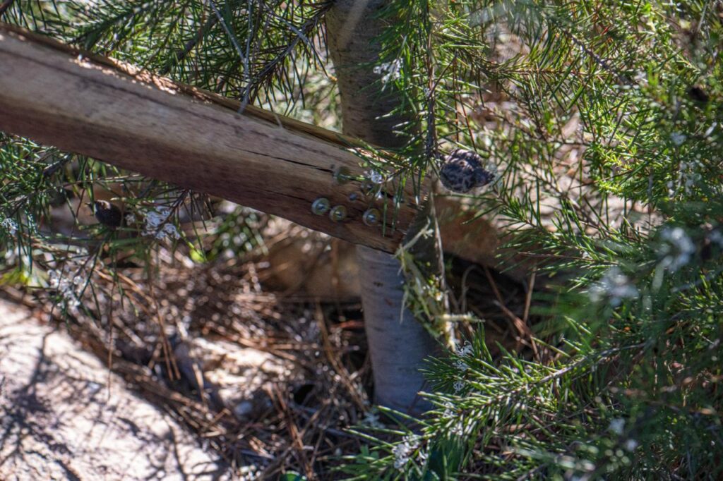 Damaging the cambium for the application of the fungul biocontrol