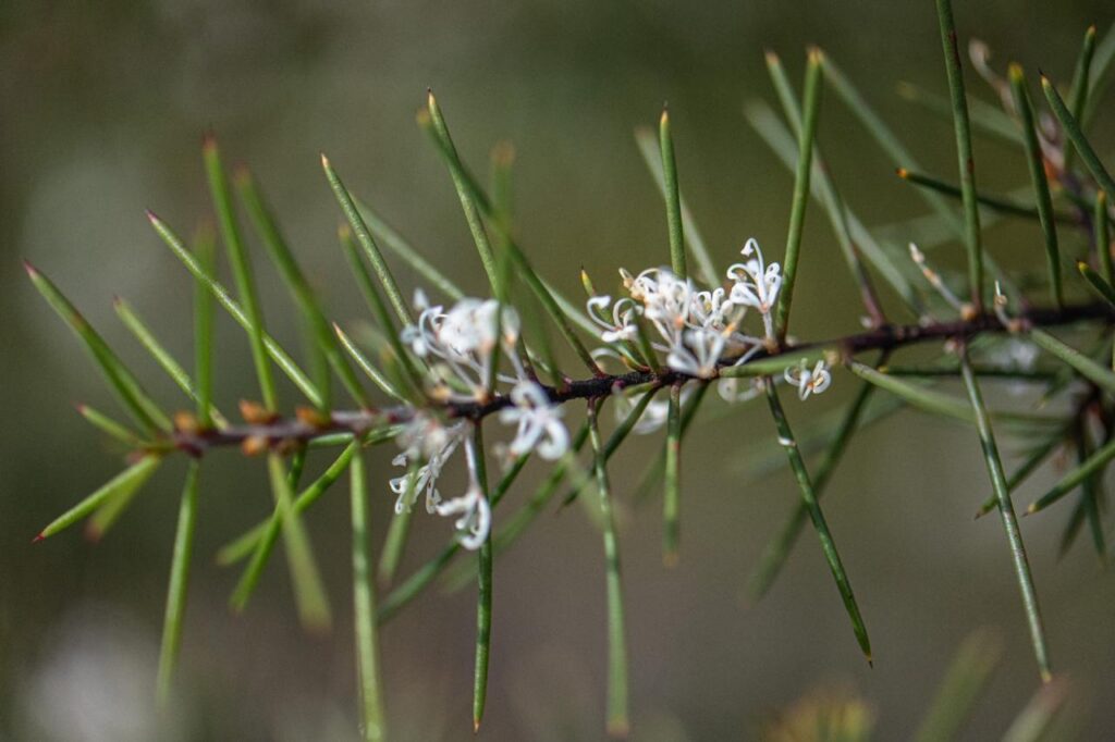 Flowers of Silky Hakea
