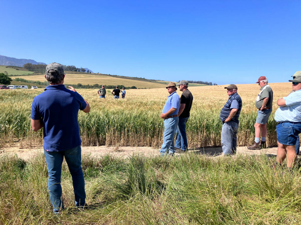 Grain farmers in the Southern Cape mainly impliment conservation agriculture, improving their resilience and adaptation to climate change and impacts