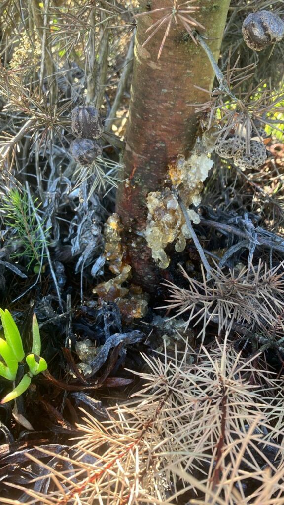 Gum oozing from a Silky Hakea is a sign that the fungal biocontrol agent is active