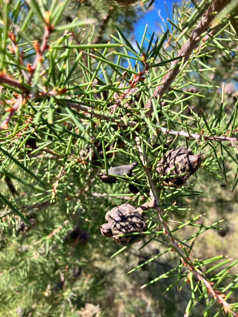 Healthy and damage seeds can be present on an individual